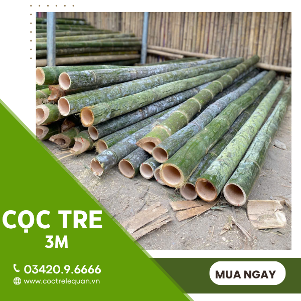 Cọc tre 3m giá rẻ