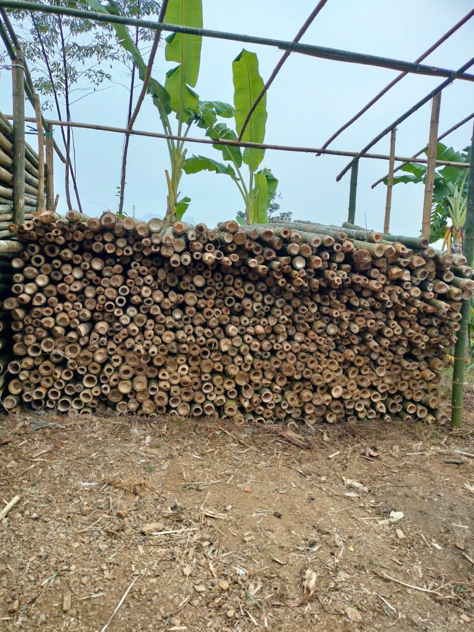 Cọc tre 2.5m giá rẻ