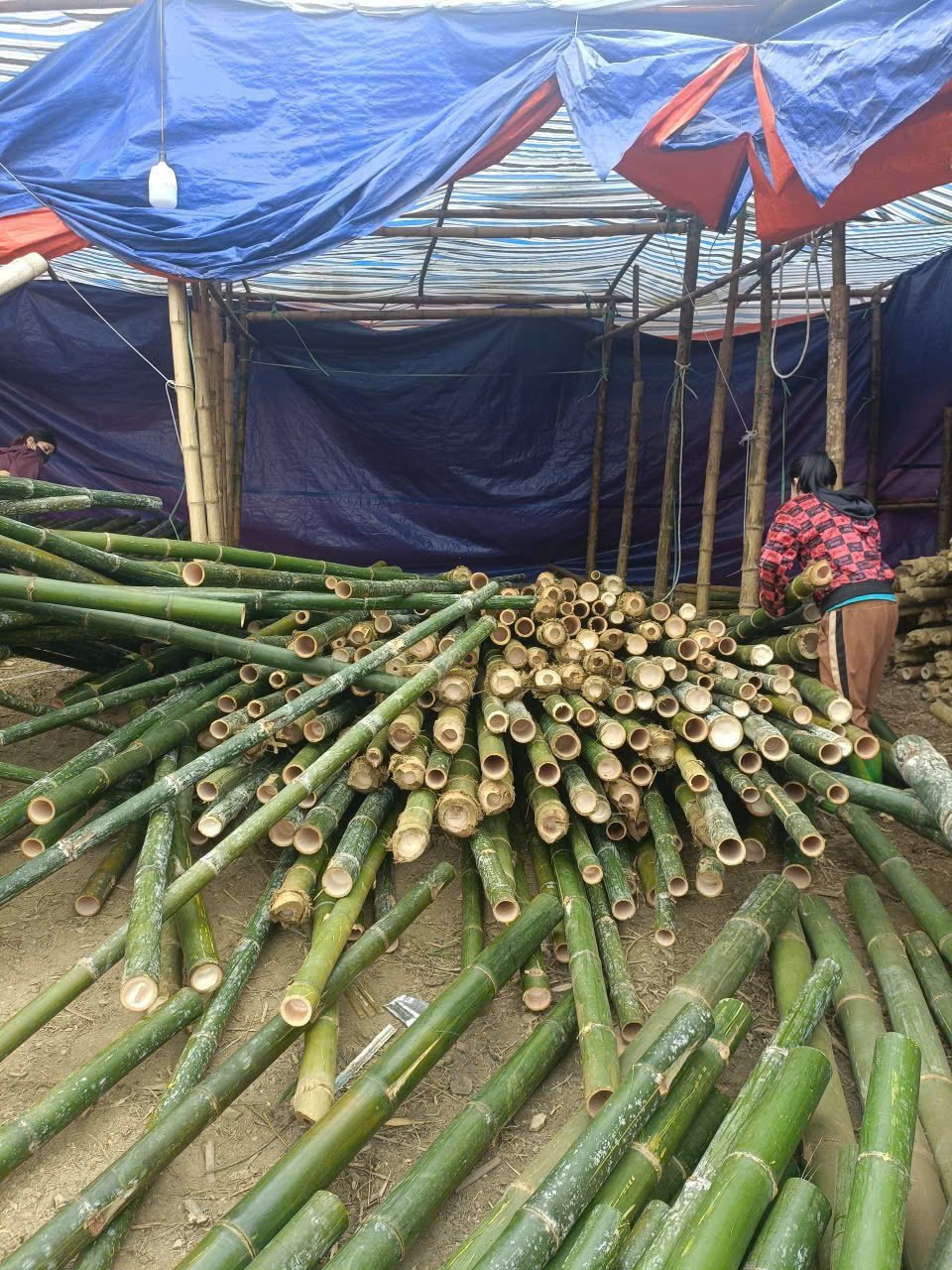 Cọc tre 4m