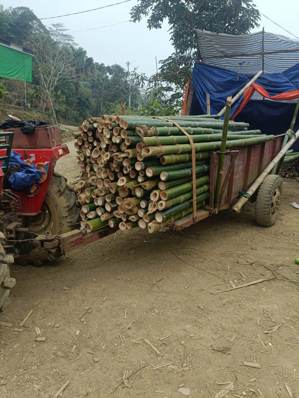 Cọc tre 2,5m