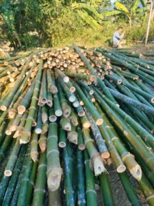 báo giá cọc tre mới nhất