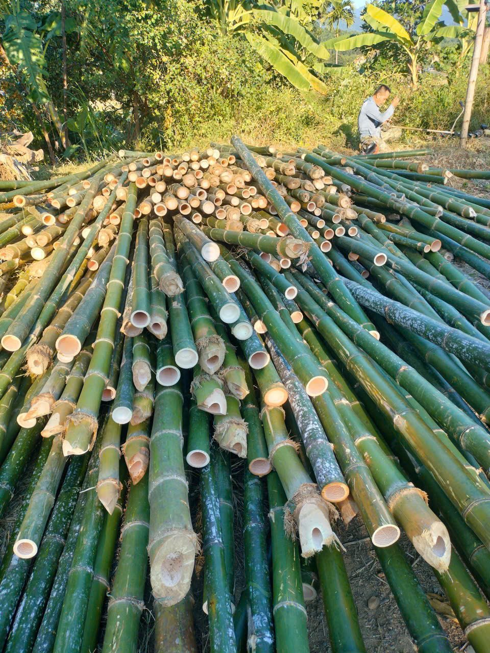 báo giá cọc tre mới nhất