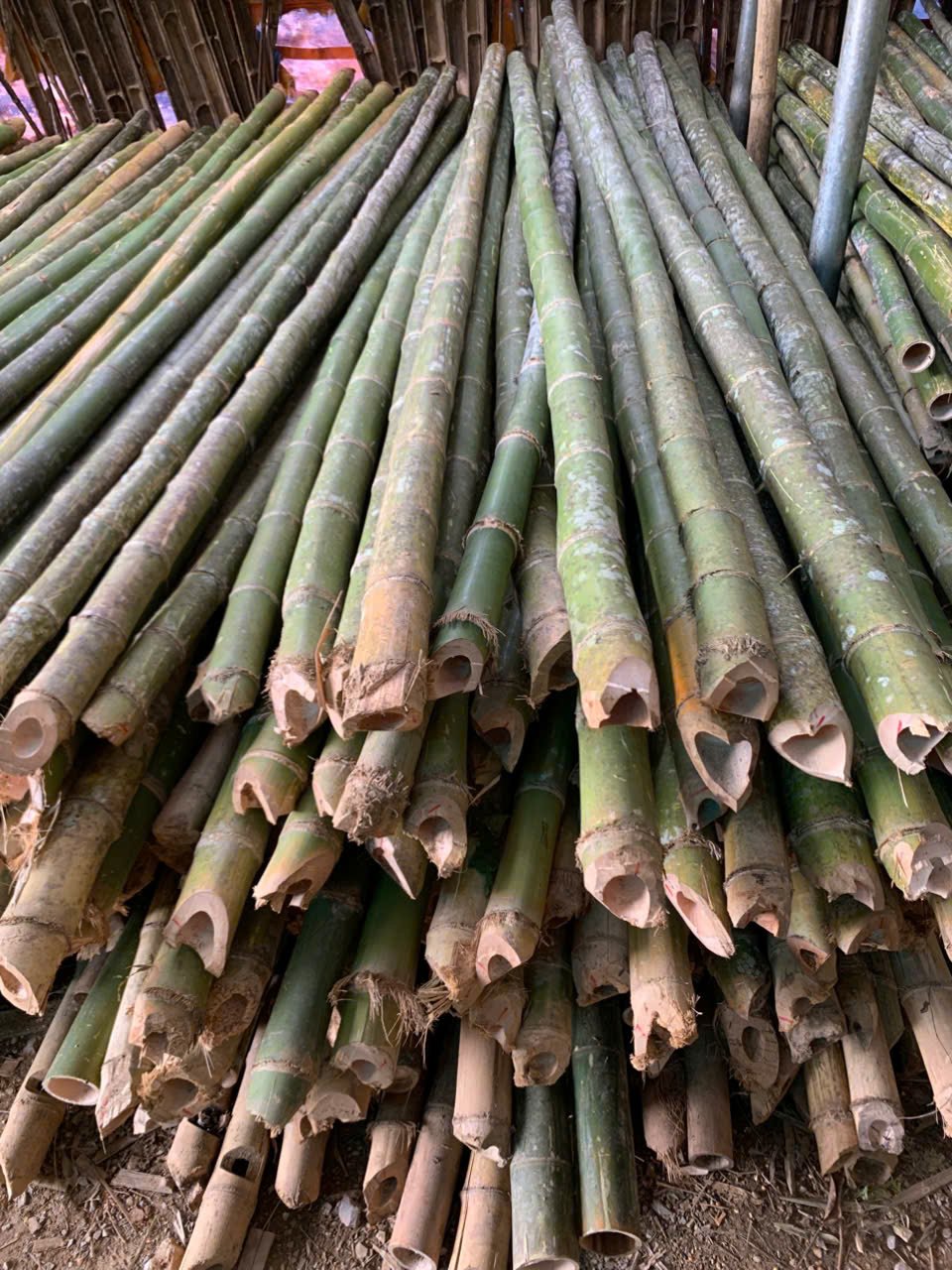 Cọc tre công trình