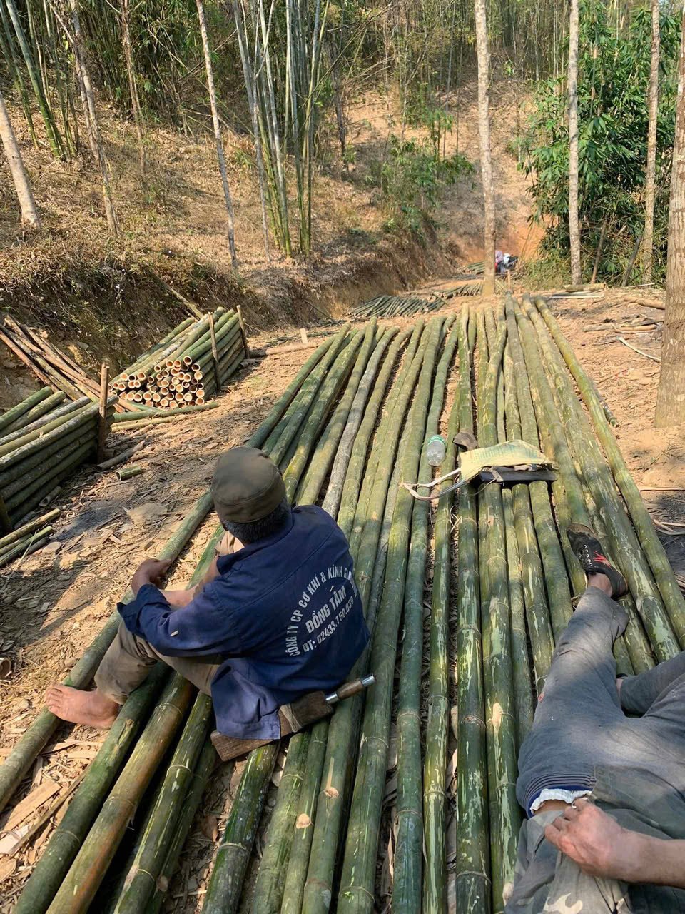 Quy trình khai thác cọc tre