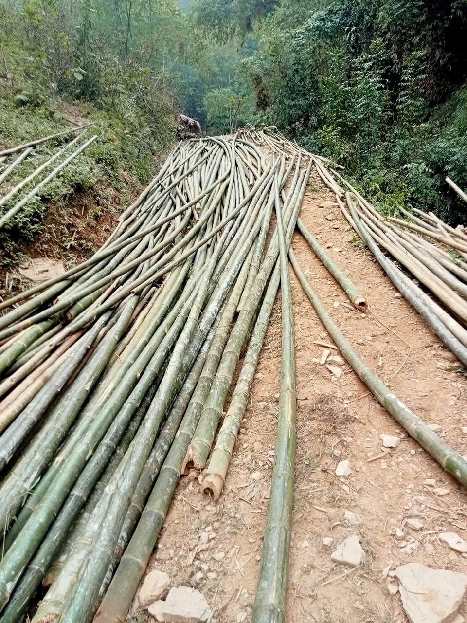 Cọc tre từ rừng