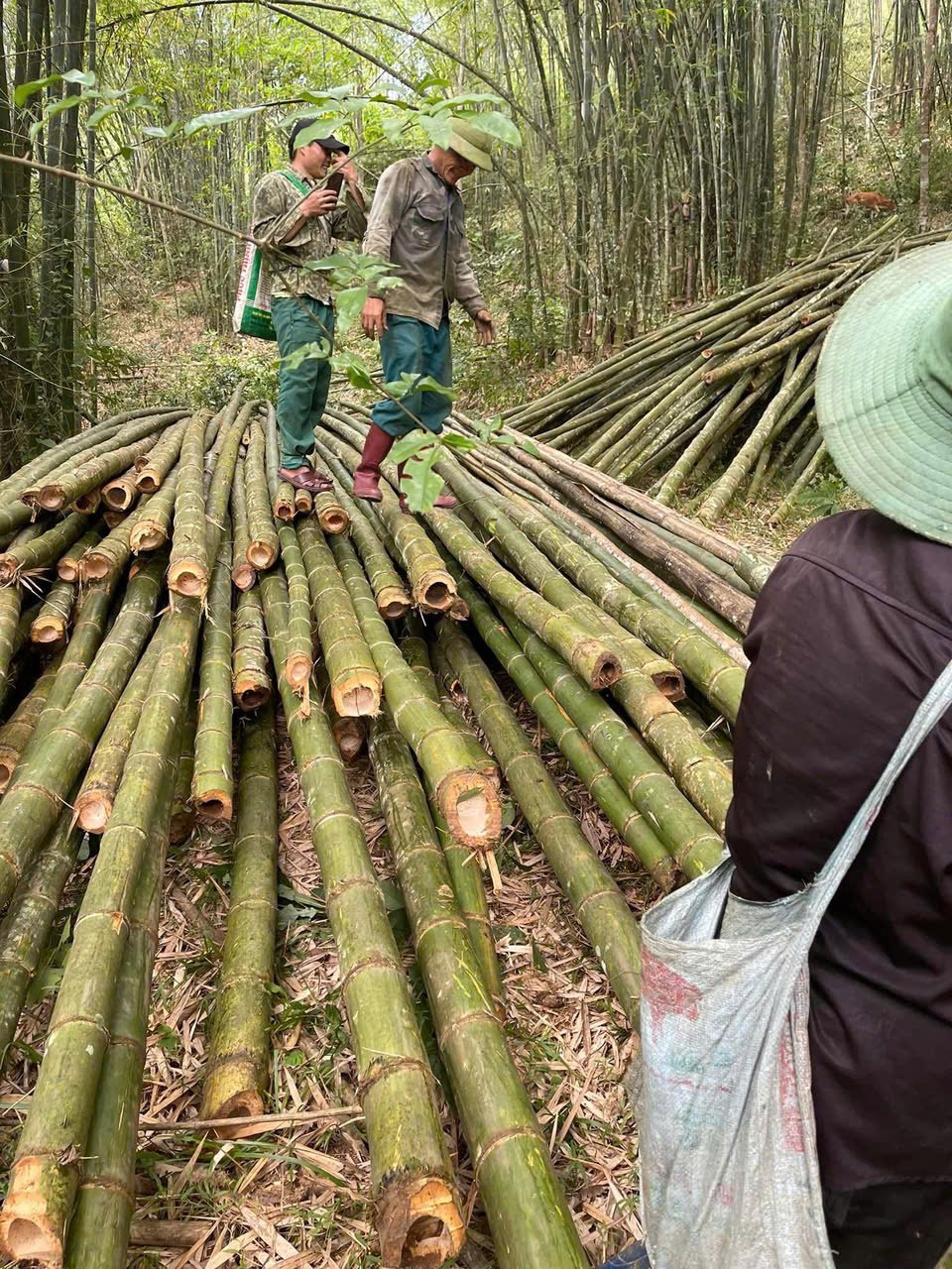 Kho bãi khai thác trực tiếp từ rừng