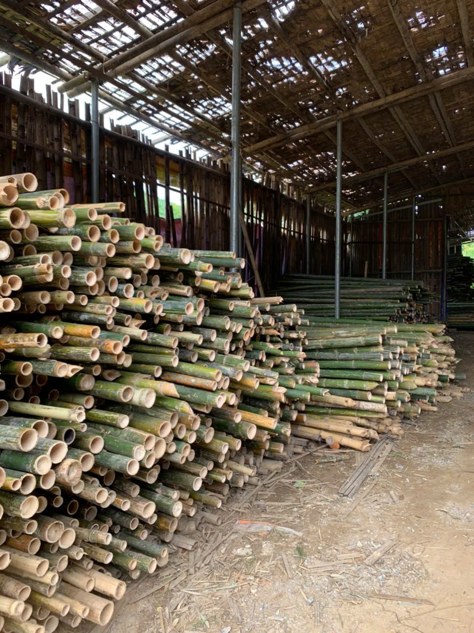 Cọc tre dài 3m,