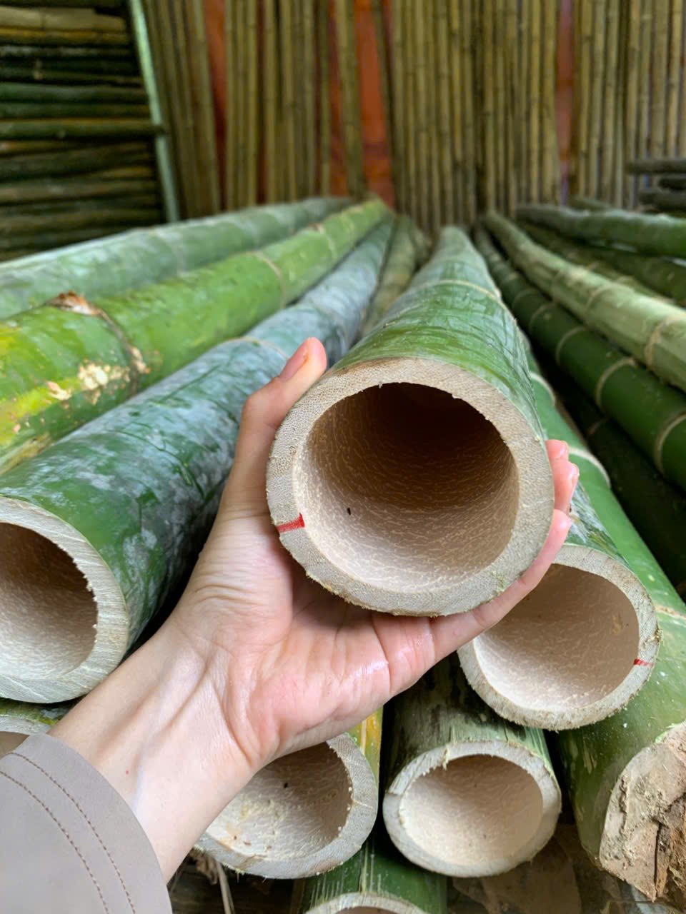 Cọc tre 3m