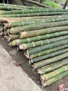 Cọc tre đủ kích thước Cọc tre đủ kích thước