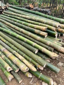 báo giá cọc tre
